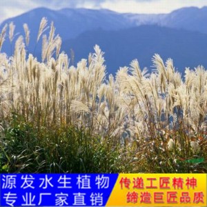 源发承接各种水生植物净水绿化工程  芦苇