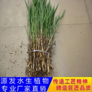 源发承接各种水生植物净水绿化工程  芦苇