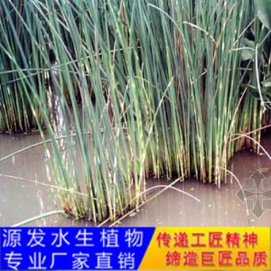 源发承接各种水生植物净水绿化工程  水葱