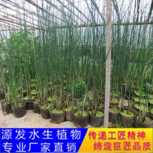 源发承接各种水生植物净水绿化工程  水葱