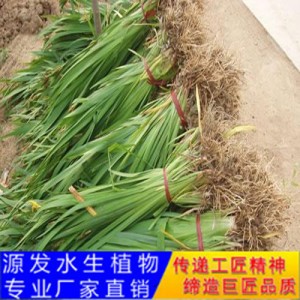 源发承接各种水生植物净水绿化工程  菖蒲