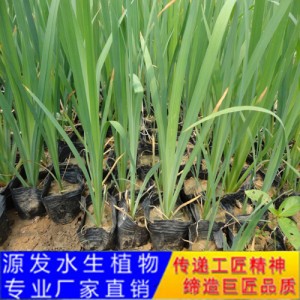 源发承接各种水生植物净水绿化工程  菖蒲