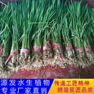 源发承接各种水生植物净水绿化工程  水生鸢尾