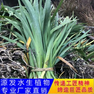 源发承接各种水生植物净水绿化工程  水生鸢尾