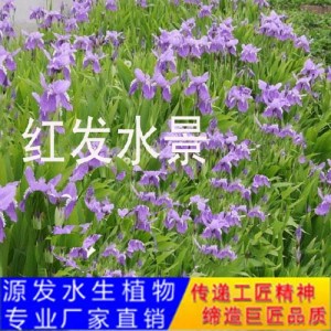 源发承接各种水生植物净水绿化工程  水生鸢尾