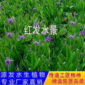 源发承接各种水生植物净水绿化工程  水生鸢尾