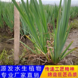 源发承接各种水生植物净水绿化工程  水生鸢尾