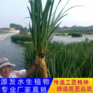 源发承接各种水生植物净水绿化工程  生态浮岛