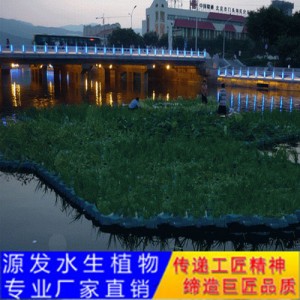 源发承接各种水生植物净水绿化工程  生态浮岛