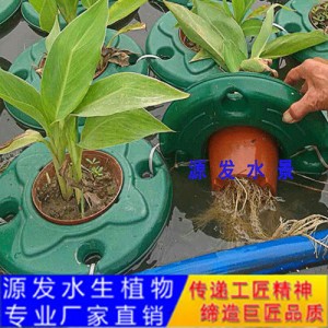 源发承接各种水生植物净水绿化工程  生态浮岛