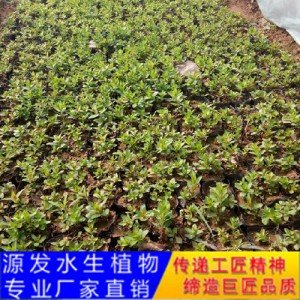 源发承接各种水生植物净水绿化工程  千屈菜  绿化工程