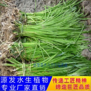 源发承接各种水生植物净水绿化工程  菖蒲