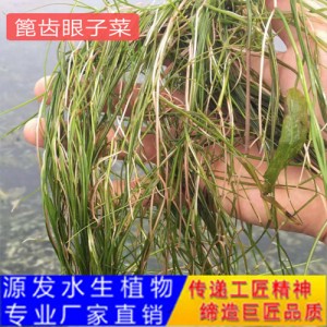 源发承接各种水生植物净水绿化工程  沉水植物