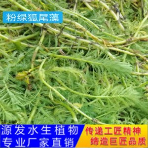 源发承接各种水生植物净水绿化工程  沉水植物