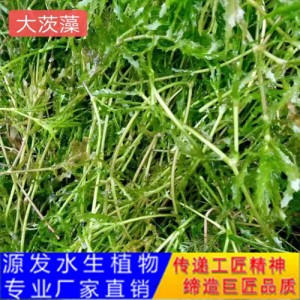 源发承接各种水生植物净水绿化工程  沉水植物