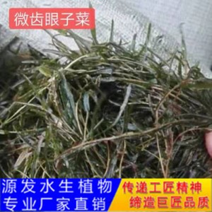 源发承接各种水生植物净水绿化工程  沉水植物