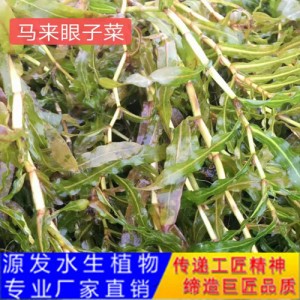 源发承接各种水生植物净水绿化工程  沉水植物