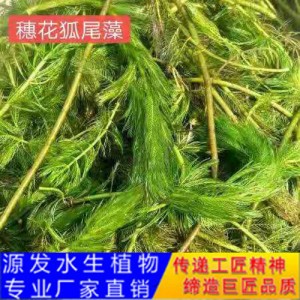 源发承接各种水生植物净水绿化工程  沉水植物