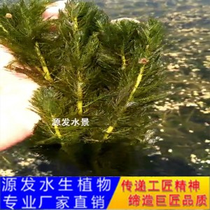 源发承接各种水生植物净水绿化工程  沉水植物