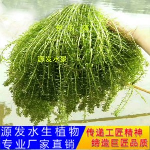 源发承接各种水生植物净水绿化工程  沉水植物