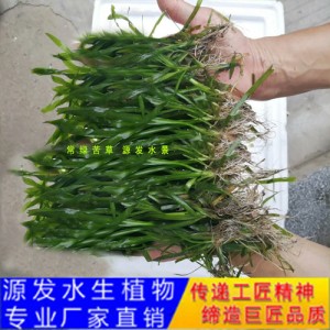 源发承接各种水生植物净水绿化工程  沉水植物