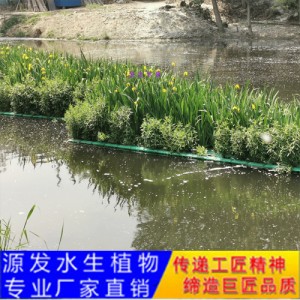 源发承接各种水生植物净水绿化工程  生态浮岛