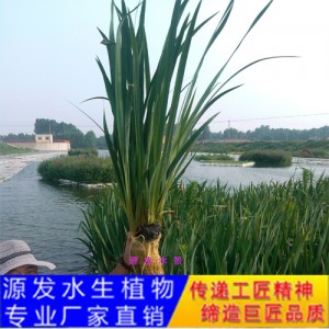 源发承接各种水生植物净水绿化工程  生态浮岛